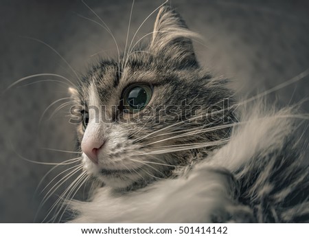 Similar – Image, Stock Photo Cat looks playfully into the camera