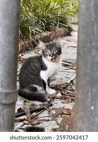 Cute furry kitten just finished meal