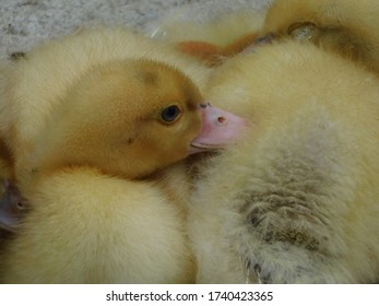 Cute fuzzy and cuddly baby ducklings nesting for warmth at the farm