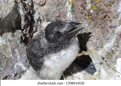 Cute, Fuzzy And Happy Seabird Chick. This Common Murre Was Full Of Energy And Not Camera Shy.