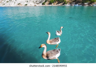 Cute geese welcoming tourists in Sazak Cove, where boat tours departing from Adrasan stop. You can feed fish and cute geese in the clear waters of Cove. Antalya-Turkey