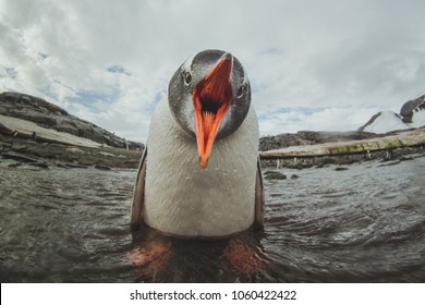 Cute Gentoo Penguin In Antarctica, Adorable Baby Animal, Sea Bird Singing