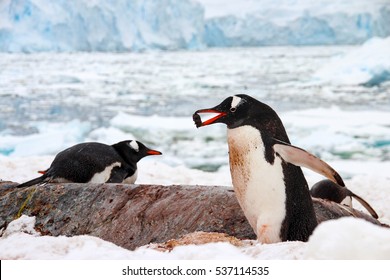 Cute Gentoo Penguin Running With A Pebble On Cuverville Island In Antarctica