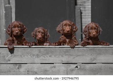 Cute german longhaired pointer puppies