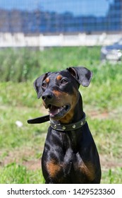 Cute German Pinscher Puppy Is Sitting On A Spring Meadow. Pet Animals.