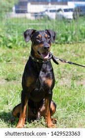 Cute German Pinscher Puppy Is Sitting On A Green Meadow. Pet Animals.