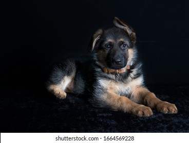 263 Puppy German Shephard Images, Stock Photos & Vectors | Shutterstock