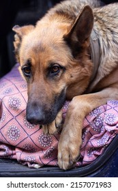 Cute German Shepherd lies in the back seat of a car on a pink blanket. A dog with a guilty look looks into the camera