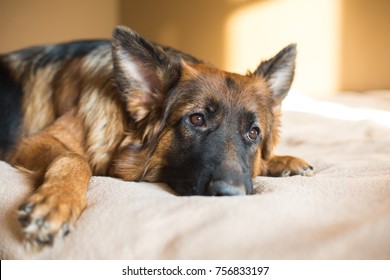 Cute German Shepherd On Bed.  Lovely Dog  In Home.