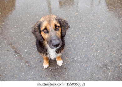 Cute German Shepherd Puppy Outdoors In The Rain. Sad Homeless Dog Sitting On The Ground.