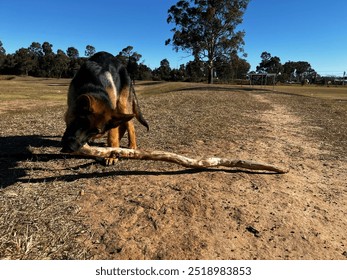 Cute German Shepherd puppy playing with a stick at the park - Powered by Shutterstock