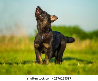 Cute German Shepherd Puppy Running With Tongue Out