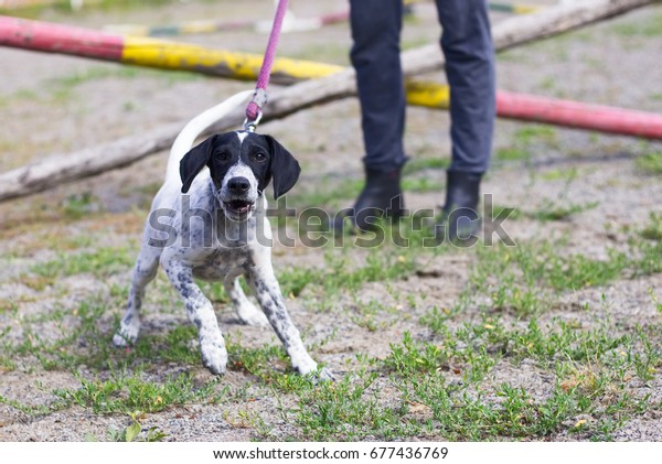 Cute German Shorthaired Pointer Puppy Puppy Stock Photo Edit Now