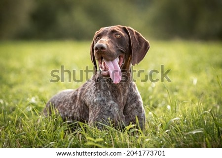 Cute German smooth-haired pointer rests in the green grass. High quality photo