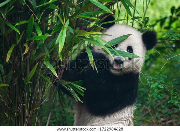 Cute giant panda\
bear posing in bamboo\
forest