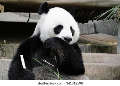 Cute Giant Panda Eat Bamboo Stock Photo 341812598 | Shutterstock