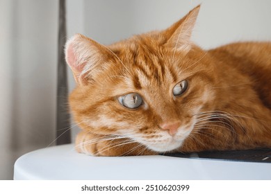 Cute ginger cat close up portrait