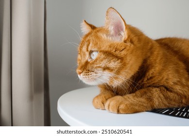 Cute ginger cat close up portrait