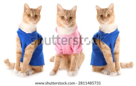 Cute ginger cat in different pet clothes on white background, collage