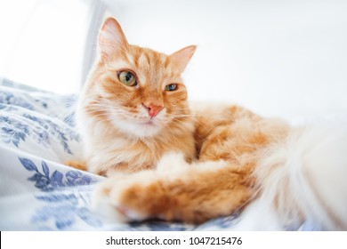 Cute Ginger Cat With Funny Expression On Face Lies On Bed. The Fluffy Pet Comfortably Settled To Sleep Or To Play. Cute Cozy Background, Morning Bedtime At Home. Fish Eye Lens Effect.