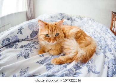 Cute Ginger Cat With Funny Expression On Face Lies On Bed. The Fluffy Pet Comfortably Settled To Sleep Or To Play. Cute Cozy Background, Morning Bedtime At Home. Fish Eye Lens Effect.