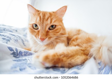 Cute Ginger Cat With Funny Expression On Face Lies On Bed. The Fluffy Pet Comfortably Settled To Sleep Or To Play. Cute Cozy Background, Morning Bedtime At Home. Fish Eye Lens Effect.