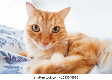 Cute Ginger Cat With Funny Expression On Face Lies On Bed. The Fluffy Pet Comfortably Settled To Sleep Or To Play. Cute Cozy Background, Morning Bedtime At Home. Fish Eye Lens Effect.