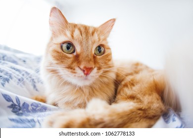 Cute Ginger Cat With Funny Expression On Face Lies On Bed. The Fluffy Pet Comfortably Settled To Sleep Or To Play. Cute Cozy Background, Morning Bedtime At Home. Fish Eye Lens Effect.