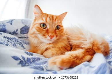 Cute Ginger Cat With Funny Expression On Face Lies On Bed. The Fluffy Pet Comfortably Settled To Sleep Or To Play. Cute Cozy Background, Morning Bedtime At Home. Fish Eye Lens Effect.