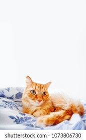 Cute Ginger Cat With Funny Expression On Face Lies On Bed. Fluffy Pet  Settled To Sleep Or To Play. Cute Cozy Background, Morning Bedtime At Home. Fish Eye Lens Effect. Place For Text.