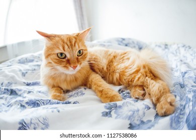 Cute Ginger Cat With Funny Expression On Face Lies On Bed. The Fluffy Pet Comfortably Settled To Sleep Or To Play. Cute Cozy Background, Morning Bedtime At Home. Fish Eye Lens Effect.