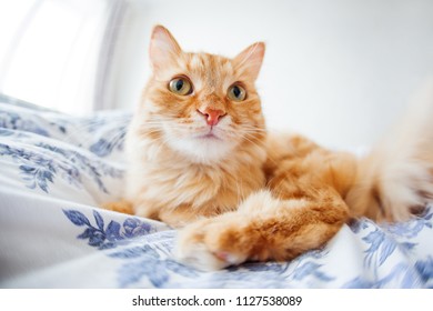 Cute Ginger Cat With Funny Expression On Face Lies On Bed. The Fluffy Pet Comfortably Settled To Sleep Or To Play. Cute Cozy Background, Morning Bedtime At Home. Fish Eye Lens Effect.