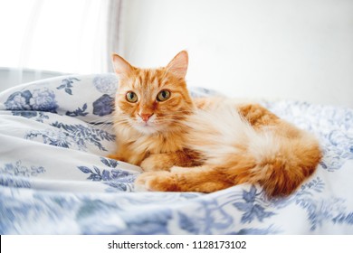 Cute Ginger Cat With Funny Expression On Face Lies On Bed. The Fluffy Pet Comfortably Settled To Sleep Or To Play. Cute Cozy Background, Morning Bedtime At Home. Fish Eye Lens Effect.