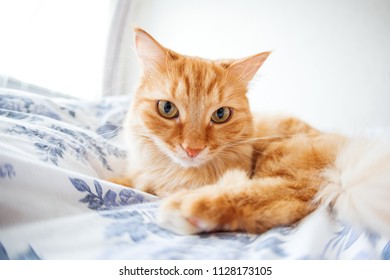 Cute Ginger Cat With Funny Expression On Face Lies On Bed. The Fluffy Pet Comfortably Settled To Sleep Or To Play. Cute Cozy Background, Morning Bedtime At Home. Fish Eye Lens Effect.