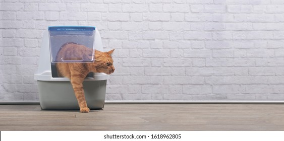 Cute ginger cat going out of a closed Litter box. Panramic image with copy space.	