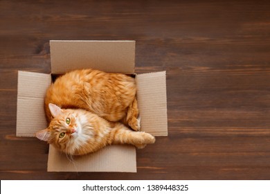 Cute ginger cat lies in carton box on wooden background. Fluffy pet with green eyes is staring in camera. Top view, flat lay.