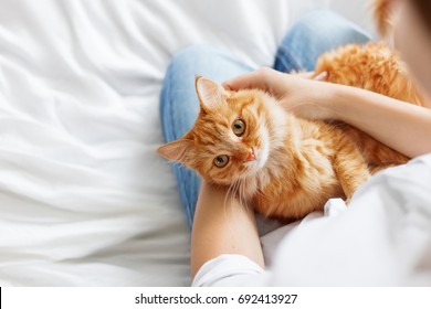 Cute Ginger Cat Lies On Woman's Hands. The Fluffy Pet Comfortably Settled To Sleep Or To Play. Cute Cozy Background With Place For Text. Morning At Home. 