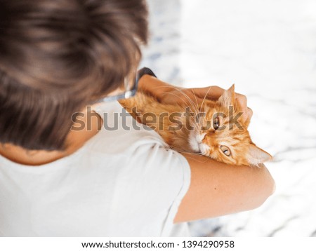 Cute ginger cat lies on woman's hands. The fluffy pet comfortably settled to sleep or to play. Cute cozy background. Morning bedtime at home.