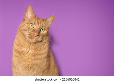 Cute ginger cat looking curious away. Horizontal image with purple background.