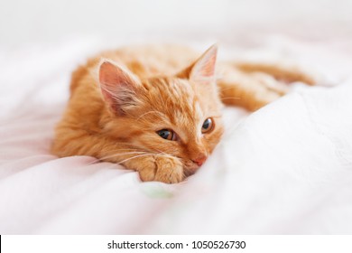 Cute ginger cat lying in bed. Fluffy pet is gazing curiously. Stray kitten sleep on bed first time in its life. Cozy home background, morning bedtime.