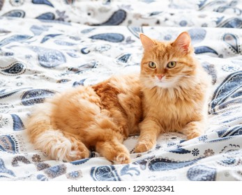Cute ginger cat lying in bed. Fluffy pet going to sleep here. Cozy morning bedtime at home.