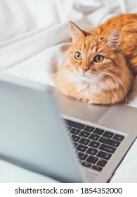 Cute ginger cat lying in bed with laptop. Fluffy pet with computer. Fuzzy domestic animal works remotely like human. Cozy home.