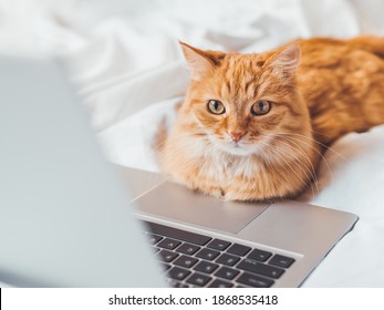 Cute Ginger Cat Lying In Bed With Laptop. Fluffy Pet With Computer. Fuzzy Domestic Animal Works Remotely Like Human. Cozy Home.