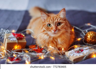 Cute Ginger Cat Lying In Bed With Shining Light Bulbs And New Year Presents In Craft Paper. Cozy Home Christmas Holiday Background.