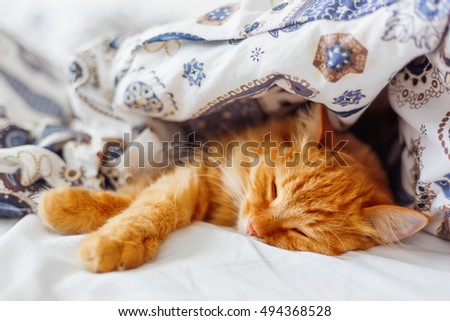 Similar – Image, Stock Photo sleeping posture Lifestyle