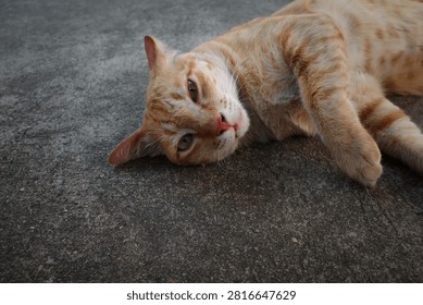 Cute ginger cat lying down on a concrete ground, looking at the camera with relaxed expression.