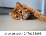 Cute ginger cat lying on the floor close up