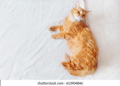 Cute Ginger Cat Lying On The Bed. Cute Cozy Background, Morning Bedtime At Home. Top View, Flat Lay.