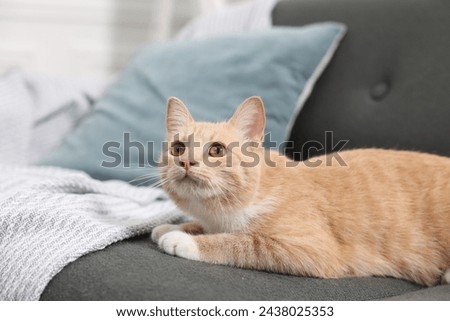 Cute ginger cat lying on sofa at home