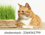 Cute ginger cat near potted green grass on wooden table against white background